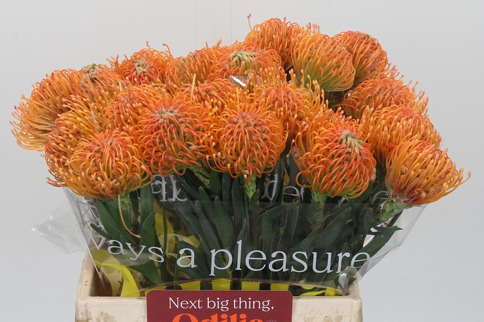 <h4>Nutans Ayoba Peach</h4>