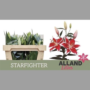 Li Or Starfighter