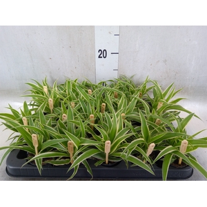 Chlorophytum com. 'Ocean'