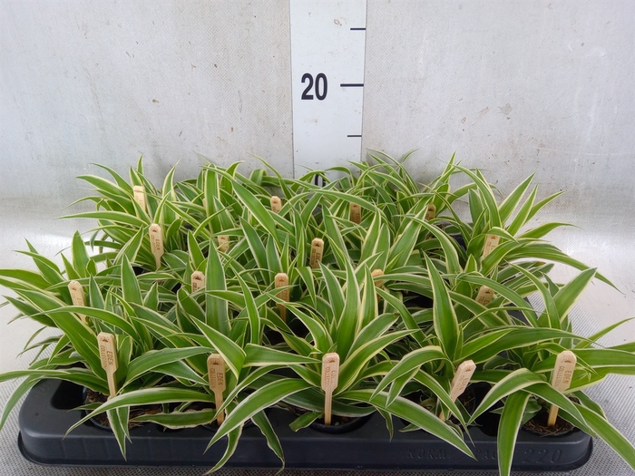 <h4>Chlorophytum com. 'Ocean'</h4>
