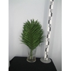 Phoenix Roebelenii 60 Cm Per Tak