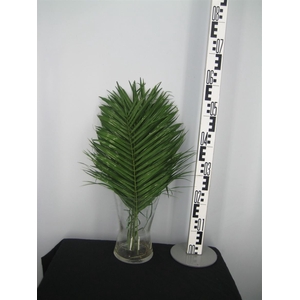 Phoenix Roebelenii 60 Cm Per Tak