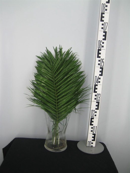 <h4>Phoenix Roebelenii 60 Cm Per Tak</h4>