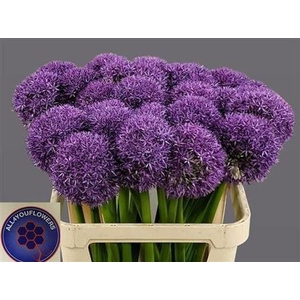Allium Globemaster