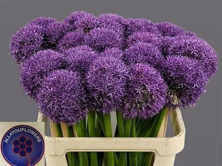 <h4>Allium Globemaster</h4>