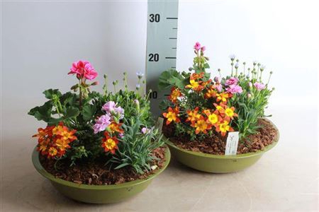 <h4>Arr Tuinplanten</h4>