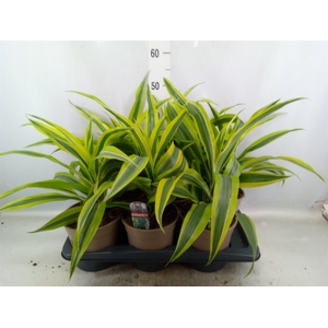 Dracaena fr de 'LemonLime'