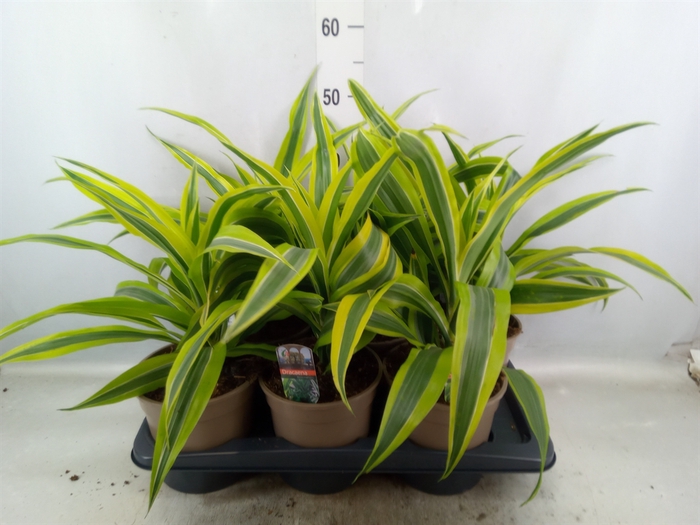 Dracaena fr de 'LemonLime'