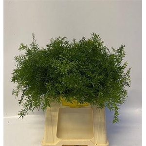 Asparagus densiflorus 'Cwebe'