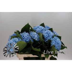 Hydrangea verena blue