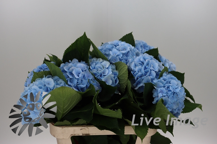 <h4>Hydrangea verena blue</h4>