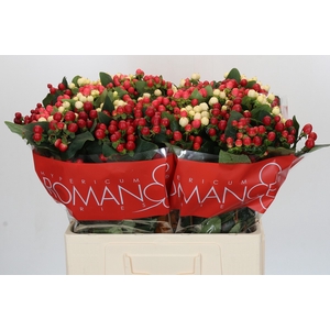 Hypericum Rainbow Romance