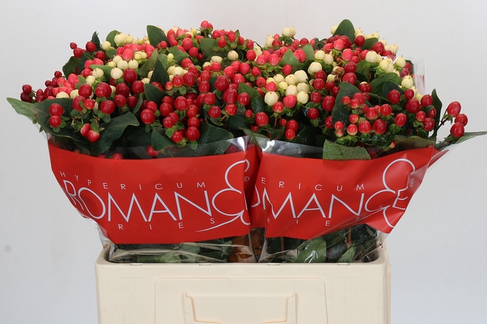 <h4>Hypericum Rainbow Romance</h4>