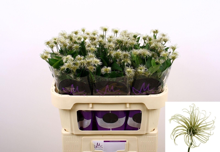 <h4>CLEMATIS DIVERSIF. 'AMAZING KIBO'</h4>