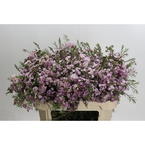 Chamelaucium Dancing Queen