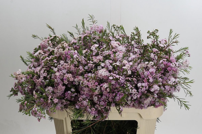 Chamelaucium Dancing Queen