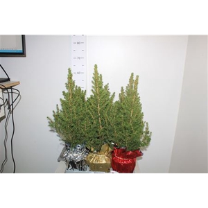 Picea Gl December Potcover