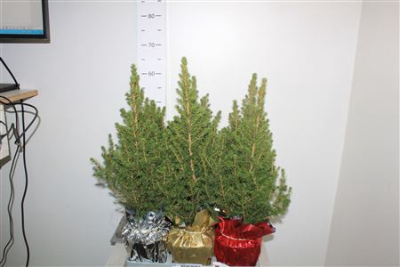 <h4>Picea Gl December Potcover</h4>