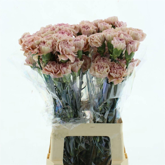 <h4>DI ST CREOLA</h4>