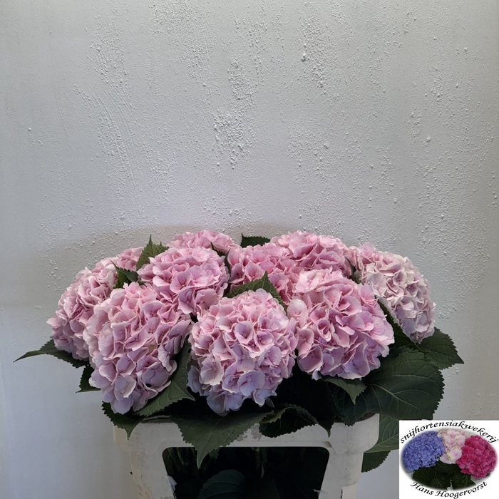 <h4>HYDR M CH VERENA</h4>