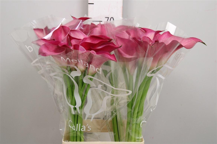 <h4>Zant Pink Jewel</h4>