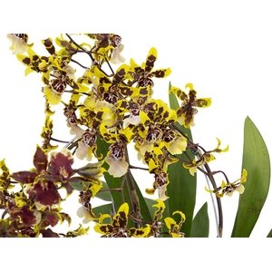 ONCIDIUM COLMANARA 040 CM
