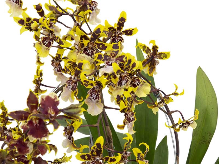 <h4>ONCIDIUM COLMANARA</h4>