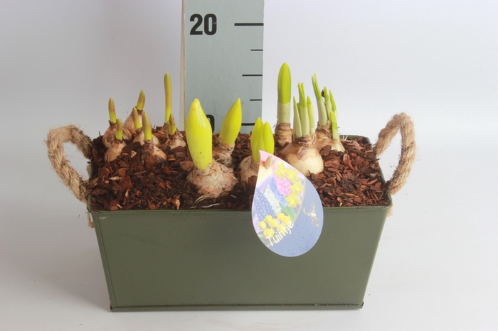 <h4>ARR BOL KNOLGEWAS</h4>