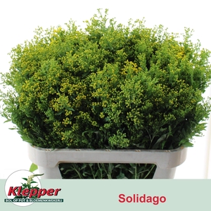 SOLI GOLDEN GLORY