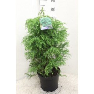 Cryptomeria japon. 'Elegans Virid'