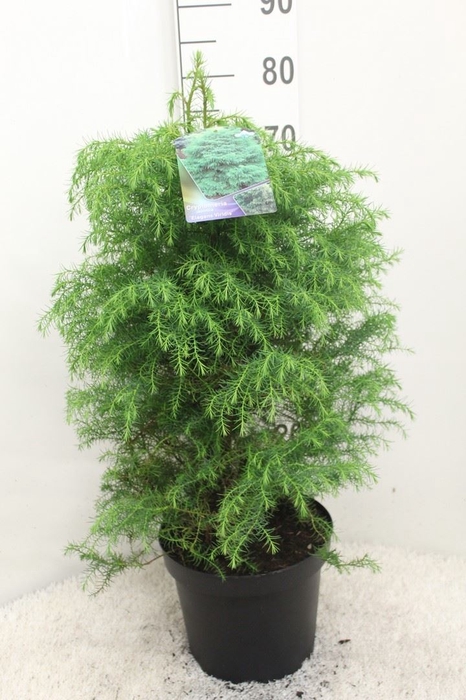 <h4>Cryptomeria japon. 'Elegans Virid'</h4>