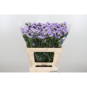 Lim S Tonie Lavender