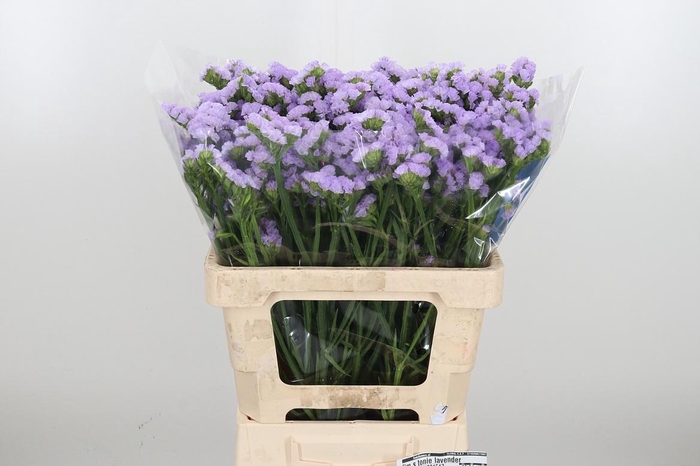 <h4>Lim S Tonie Lavender</h4>