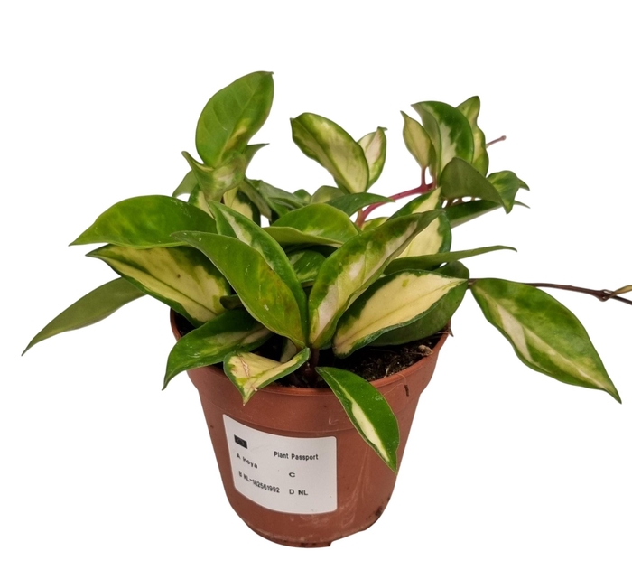 <h4>HOYA C TRICOLOR</h4>