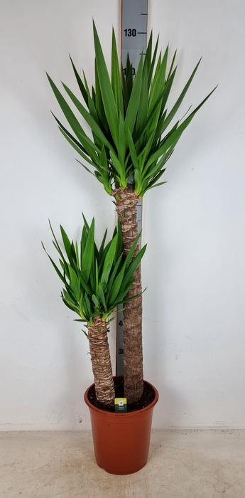 <h4>YUC ELEPHANTIPES</h4>