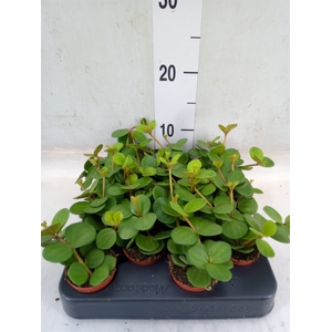 Peperomia tetraphylla 'Hope'