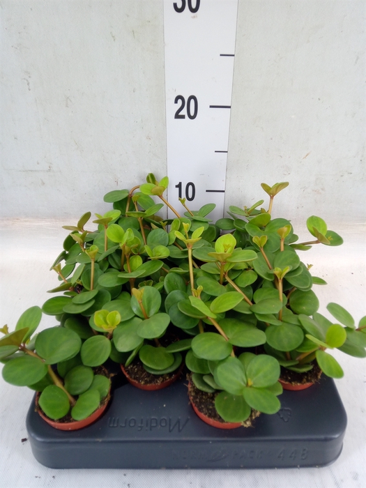 <h4>Peperomia tetraphylla 'Hope'</h4>