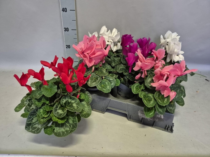 <h4>CYCL GR OVERIG</h4>