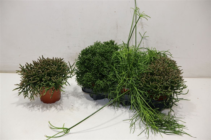 <h4>Rhipsalis Gem</h4>