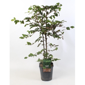 Fagus sylvatica 80-100 cm c5 haag