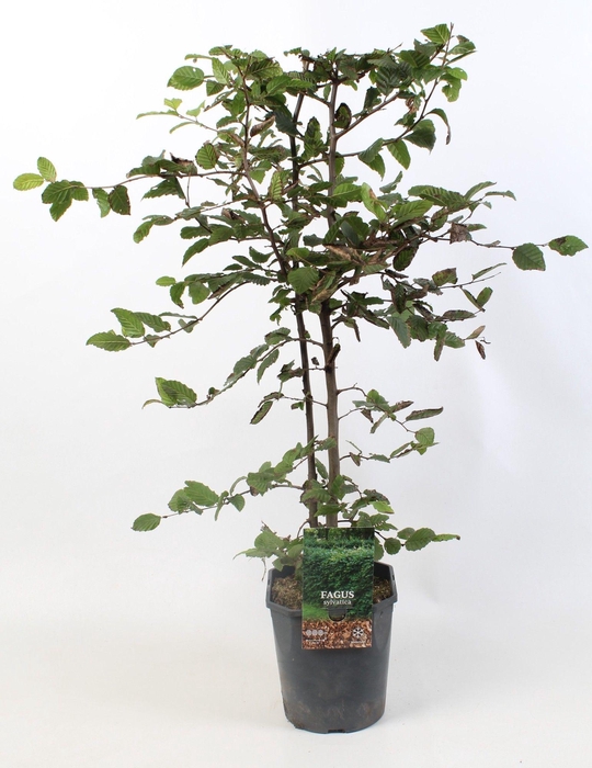 <h4>Fagus sylvatica 80-100 cm c5 haag</h4>