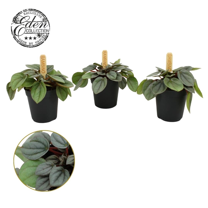 <h4>Peperomia Milano 5,5cm</h4>