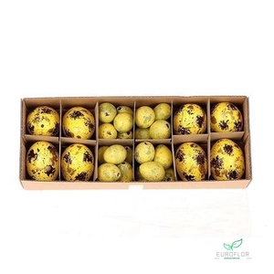 EGG YELLOW 32PCS (8 HEN + 24 QUAIL)