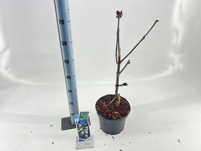 Catalpa Purpurea
