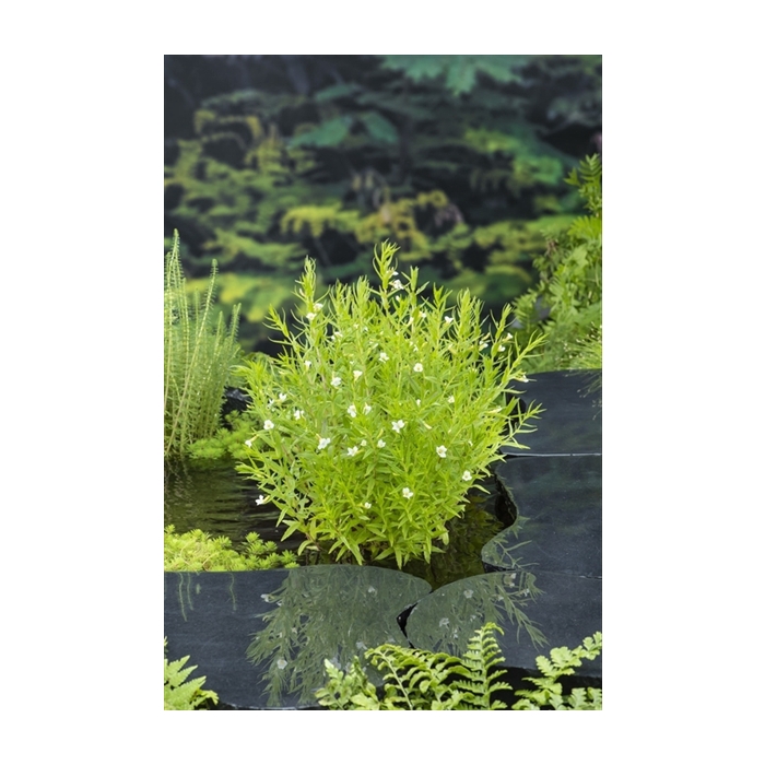 <h4>Gratiola officinalis</h4>