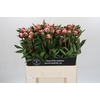 Paeonia Sarah Bernhardt