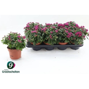 CHRY BL BEAU PURPLE