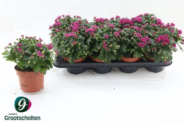 <h4>CHRY BL BEAU PURPLE</h4>