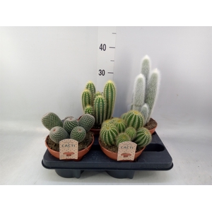 Cactus   ...mix