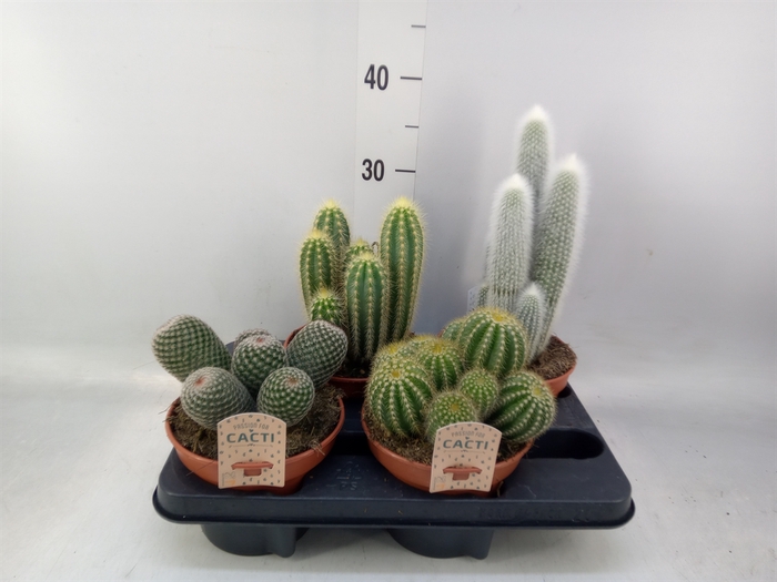 <h4>Cactus   ...mix</h4>